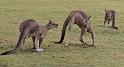 233 Halls Gap, kangoeroes